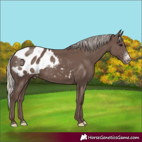 Horse Color:Silver Black Sabino Appaloosa Rabicano 