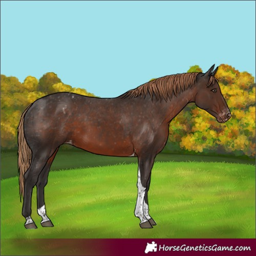Horse Color:Liver Chestnut Tobiano Appaloosa