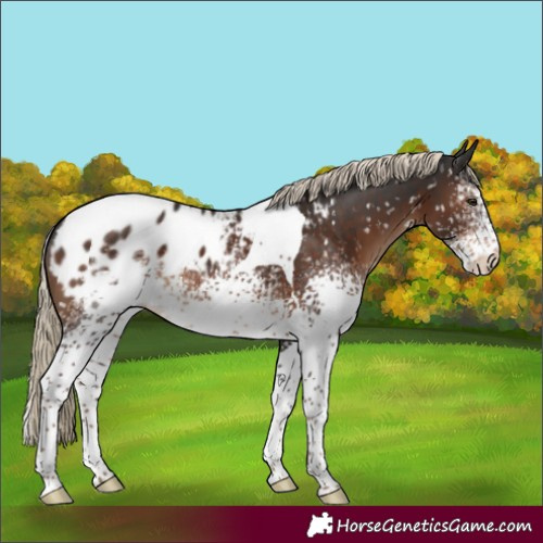 Horse Color:White Spotted Liver Chestnut Tobiano Appaloosa
