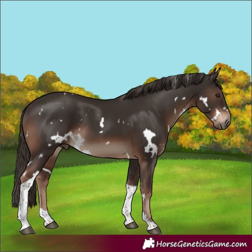 Horse Color:White Spotted Liver Chestnut Tobiano