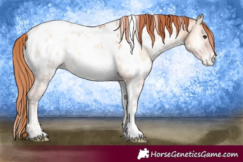Horse Color:White Spotted Classic Champagne Ice Pearl Onyx Near Leopard Rabicano