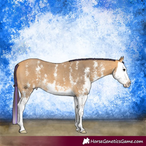 Horse Color:Painted Buckskin Sabino Splash
