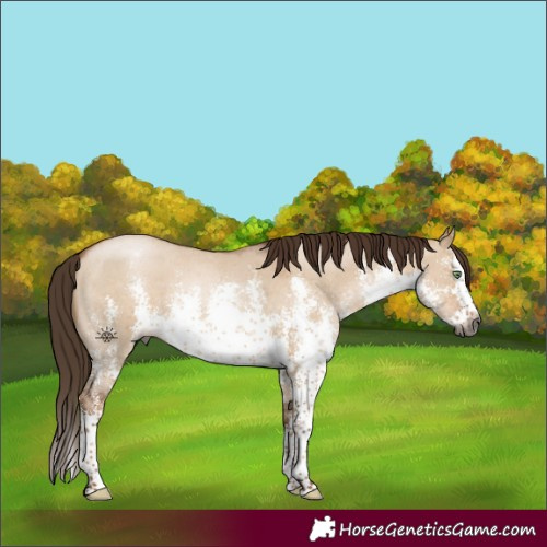 Horse Color:Gray White Spotted Liver Red Dun Pearl Sabino Splash 