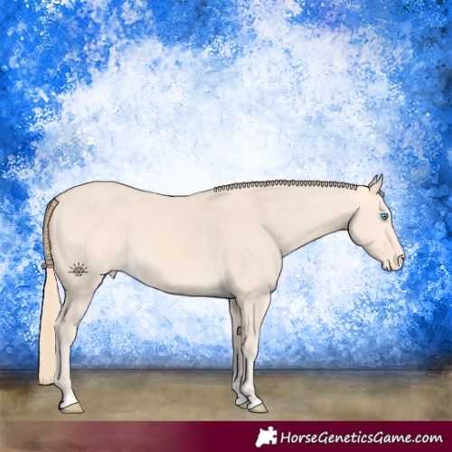 Horse Color:Perlino Appaloosa