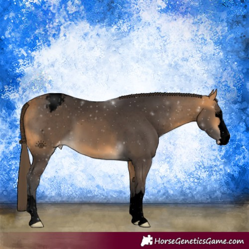 Horse Color:Void Buckskin Appaloosa
