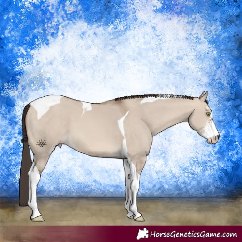 Horse Color:Sable Champagne Dun Sabino Tobiano