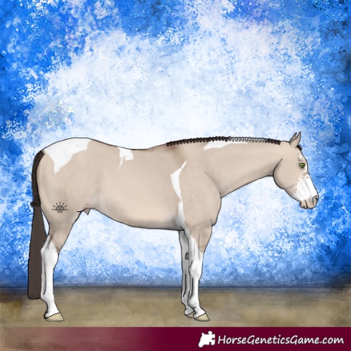 Horse Color:Sable Champagne Dun Sabino Tobiano 