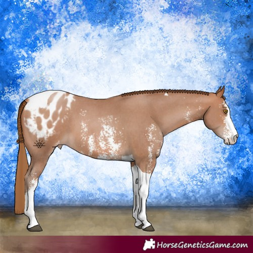 Horse Color:Brown Pearl Sabino Tobiano Appaloosa 