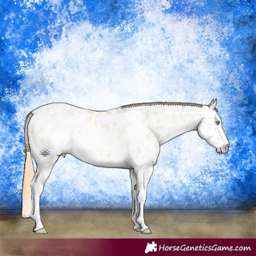 Horse Color:Buckskin Pearl Sabino Appaloosa 