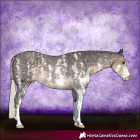 Horse Color:Silver Smoky Black Sabino Rabicano