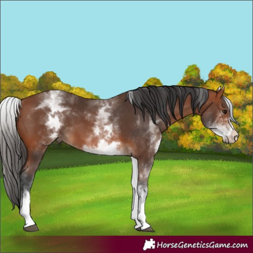 Horse Color:White Spotted Bay 