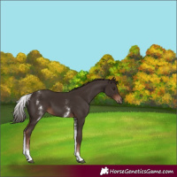 Horse Color:White Spotted Liver Chestnut
