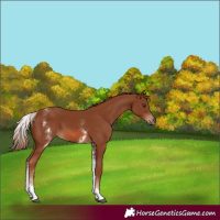 Horse Color:White Spotted Chestnut 