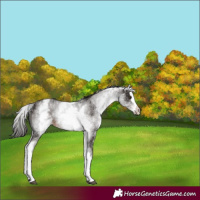 Horse Color:White Spotted Liver Chestnut Splash