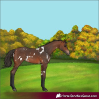 Horse Color:White Spotted Bay