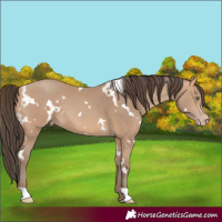 Horse Color:White Spotted Amber Champagne 