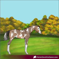 Horse Color:White Spotted Bay Dun Splash