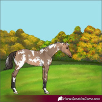 Horse Color:White Spotted Bay Dun Rabicano 