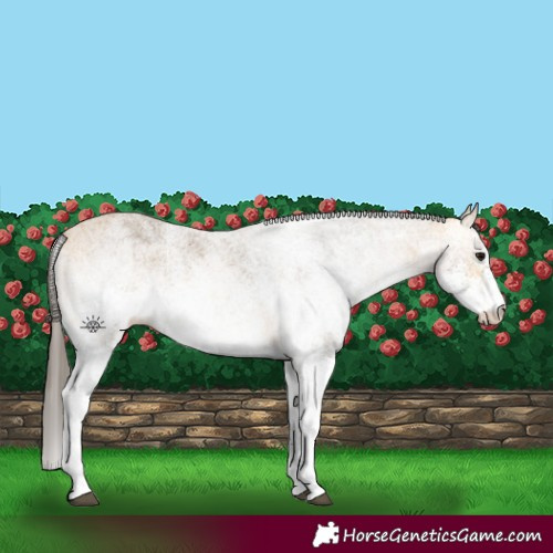 Horse Color:White Spotted Buckskin