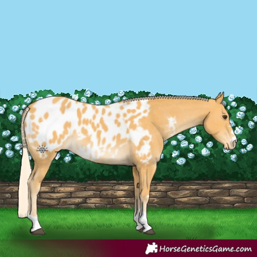 Horse Color:Palomino Appaloosa 