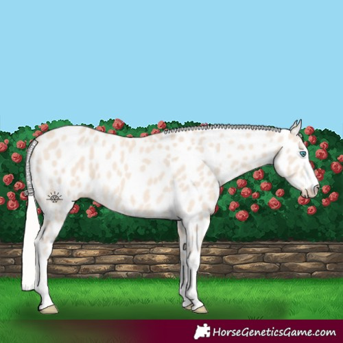 Horse Color:Cremello Appaloosa