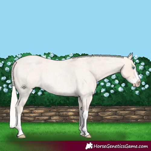 Horse Color:Cremello Roan Splash