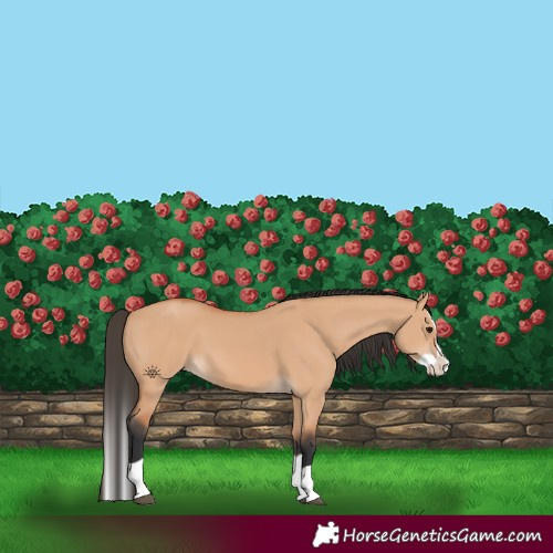Horse Color:Bay Dun Splash 