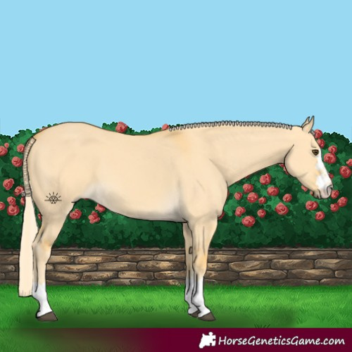 Horse Color:Palomino Dun