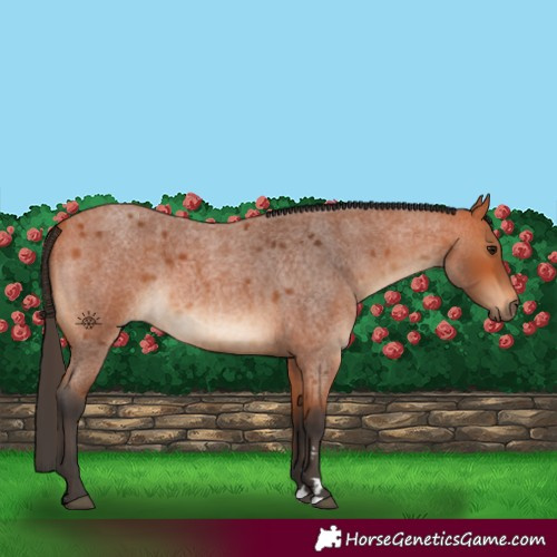 Horse Color:Bay Roan 