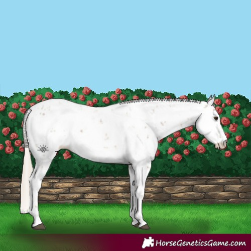 Horse Color:Chocolate Palomino Sabino Appaloosa