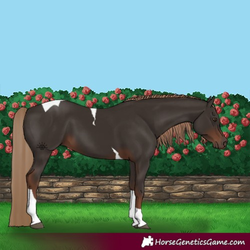 Horse Color:Liver Chestnut Tobiano 