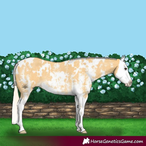 Horse Color:White Spotted Palomino Sabino Splash 
