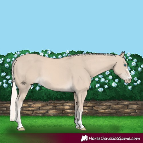 Horse Color:Cremello 