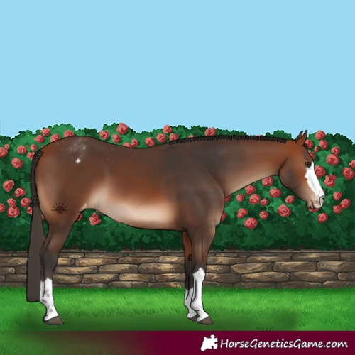 Horse Color:Bay Appaloosa
