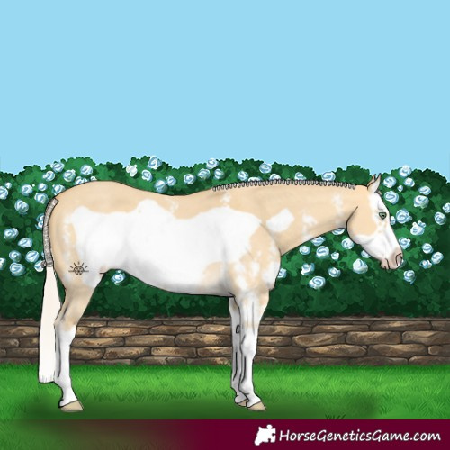 Horse Color:Silver Amber Cream Champagne Dun Sabino Splash Frame