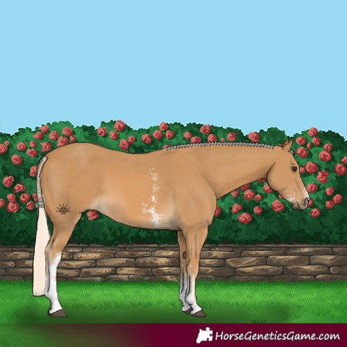 Horse Color:Palomino Sabino 