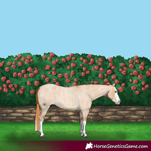 Horse Color:Red Dun Roan Splash 
