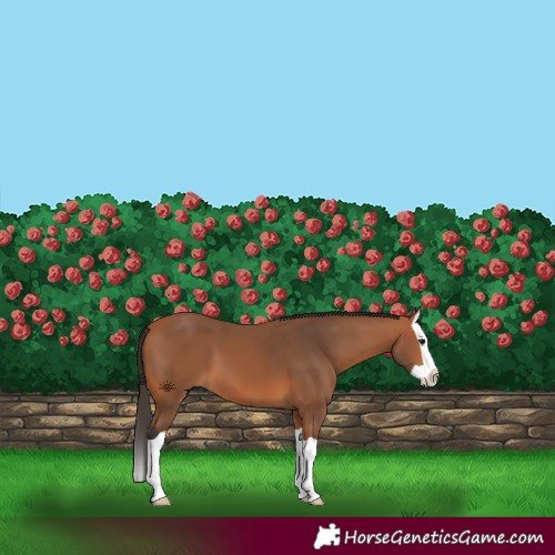 Horse Color:Bay Splash
