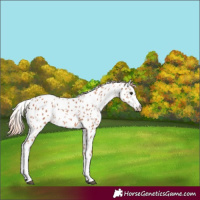Horse Color:White Spotted Chestnut Leopard 