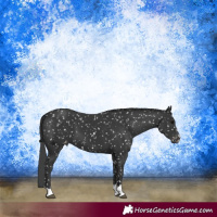 Horse Color:Black Appaloosa