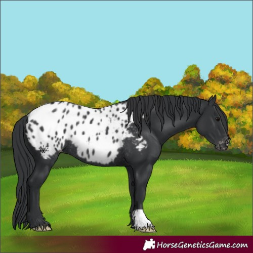 Horse Color:Black Appaloosa Rabicano 