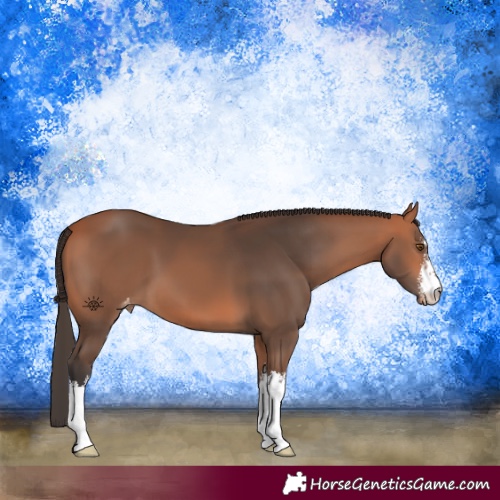 Horse Color:White Spotted Bay Appaloosa 