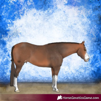Horse Color:White Spotted Bay Appaloosa