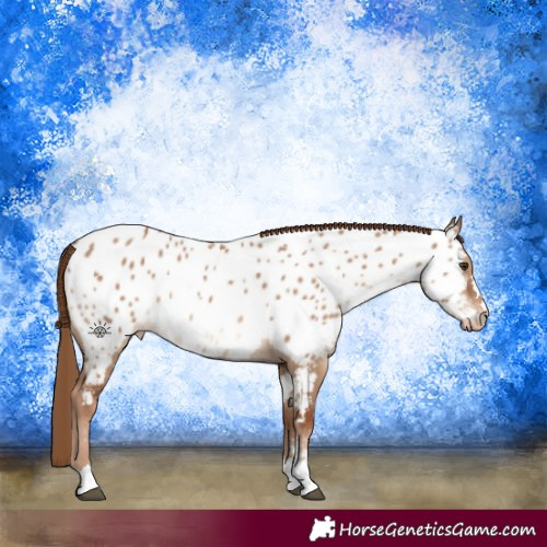 Horse Color:Red Dun Appaloosa