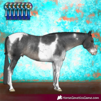 Horse Color:Black Sabino Tobiano Varnish Rabicano 