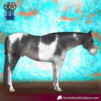 Horse Color:Black Sabino Tobiano Appaloosa Rabicano
