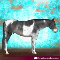 Horse Color:Black Sabino Tobiano Appaloosa Rabicano 