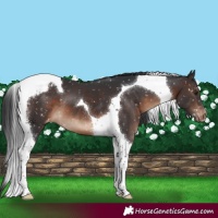 Horse Color:Brown Tobiano Appaloosa