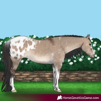 Horse Color:Brown Dun Tobiano Blanket 