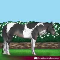 Horse Color:Black Tobiano Appaloosa 